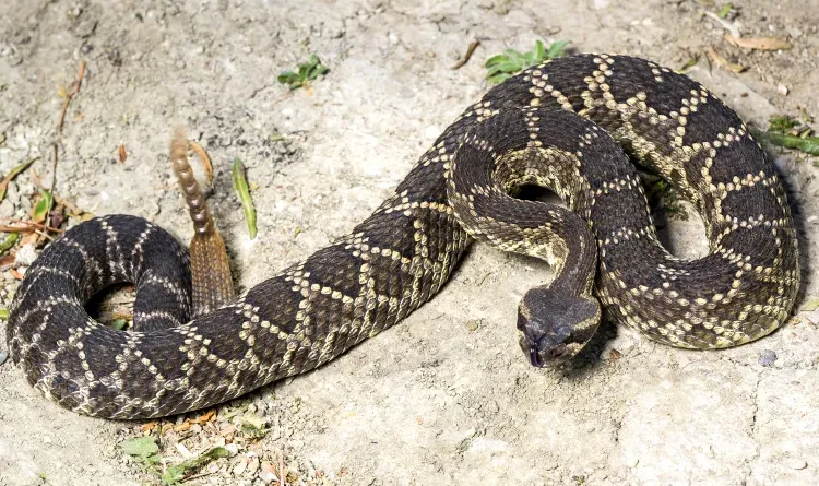 78-Year-Old Woman Dies After Being Bitten by Snake 3 Times While on Walk